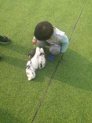 -萌宠亲子动物乐园(槐房万达店)