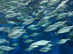 -上海海洋水族馆