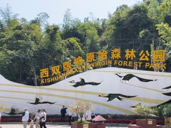 -西双版纳原始森林公园
