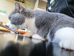 -东方名猫馆·英短金渐层布偶猫舍(环线广场1号楼店)