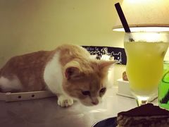 -猫色咖啡·猫咖