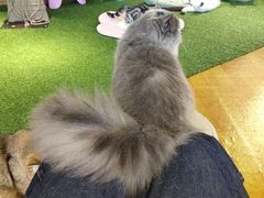 -三花喵·撸猫购宠·宠物生活馆(虹桥南丰城店)