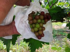 -马陆小张葡萄园农家乐