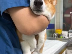 -申普宠物医院·心脏介入·心血管微创(总院)