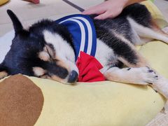 -逗柴咖啡屋·狗咖猫咖宠物桌游