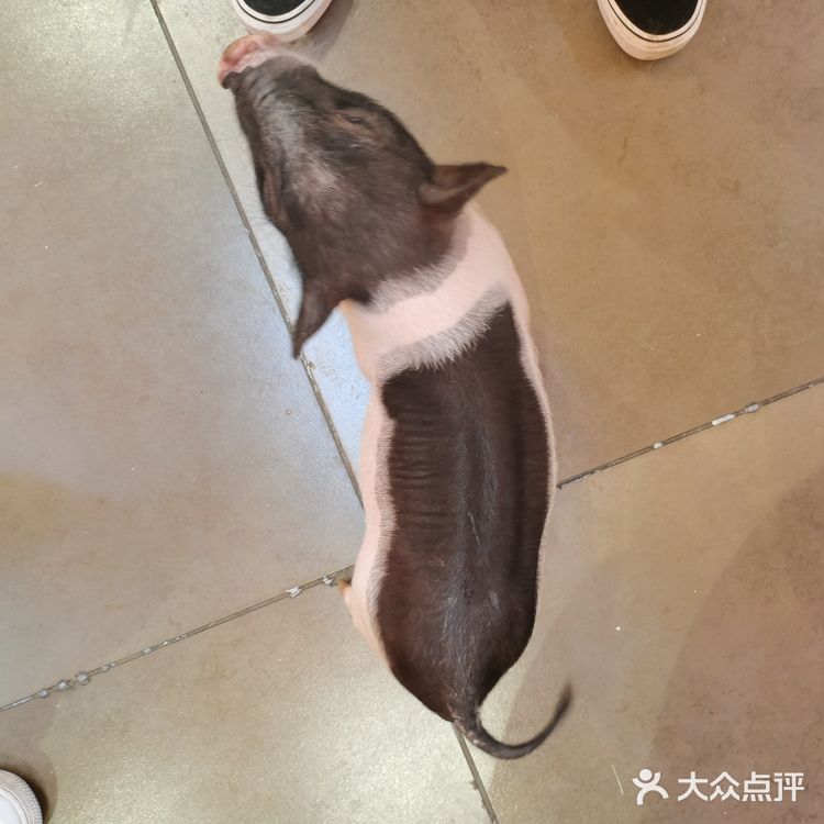 成都必打卡项目，安哥拉巨兔馆