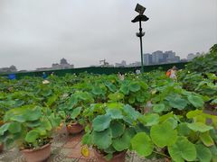 -莲花池公园