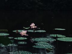 -荆川公园