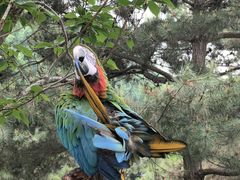 -北京野生动物园