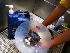-北京观赏动物医院·24小时大型综合·猫专科·异宠专科