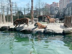 -上海野生动物园