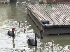 -得丘礼享谷·玉兰苑