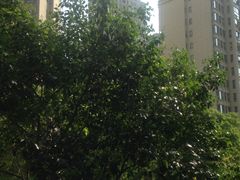 -中海万锦城1期