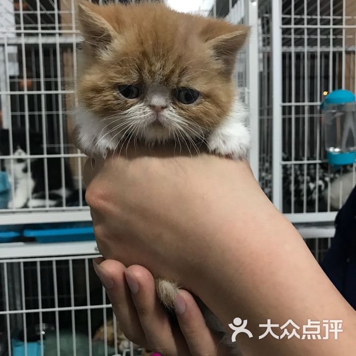 中原猫舍图片-北京宠物店-大众点评网