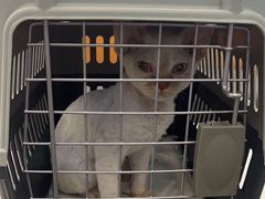 -北京观赏动物医院·24小时大型综合·猫专科·异宠专科