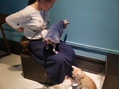 -猫色咖啡·猫咖