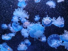 -成都浩海立方海洋公园