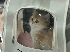 -瑞派动物医院·绝育·犬猫全科·预防医学(光景江南中店)