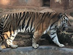 -昆明动物园