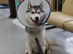 -喜多萌中农锦绣动物医院24H·猫科·牙科MRI·CT