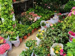 -金陵花卉交易市场