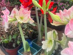 -龙大花卉苗木市场