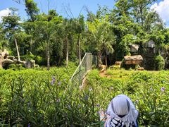 -海南热带野生动植物园