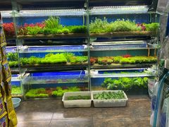 -花鸟鱼虫鲜花绿植市场(玉泉路店)