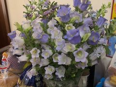-双季花艺园艺市场(浦东店)
