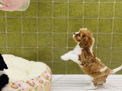 -帕帕拉兹宠物(亚洲旗舰店)