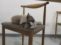 -有喵·猫咖·狗咖·30几只猫10只小狗(岗厦店)