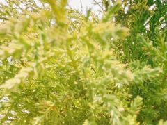 -麦当劳(启迪香山店)