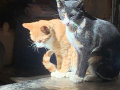 -惠东南站