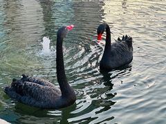 -行者书屋大堂吧 ·下午茶(南京圣和府邸酒店)