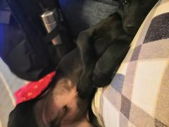 -宠福鑫康馨动物医院·骨科·眼科