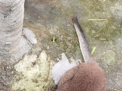 -海南槟榔谷黎苗文化旅游区