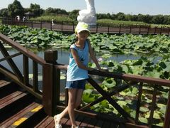-荷塘月色湿地公园·向阳花洲