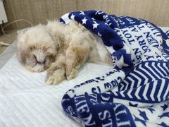 -北京观赏动物医院·24小时大型综合·猫专科·异宠专科