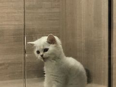-飞行喵MR PILOT|猫舍·猫咖(静安大融城店)