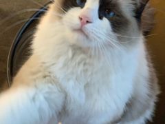 -喵屿·大理花园猫咖