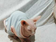 -藏猫猫咖啡主题馆(中央大道店)