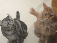 -藏猫猫咖啡主题馆(中央大道店)