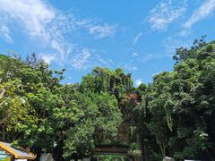 -西双版纳原始森林公园