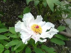 -南通博物苑-崇川人民公园