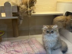 -柚子猫舍·精品猫舍购猫·猫咪认养·购宠·宠物店