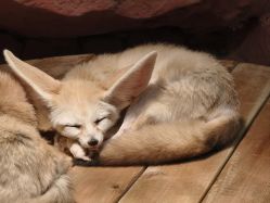 点击看大图 -Zoolung Zoolung动物主题公园(海信广场店)