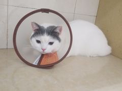 -瑞鹏宠物医院·骨科·猫科·内科(第一中心)