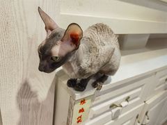-猫小院猫主题餐厅(三里屯店)