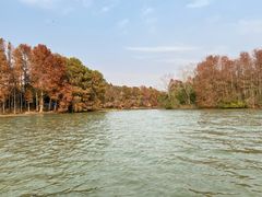 -上海海湾国家森林公园