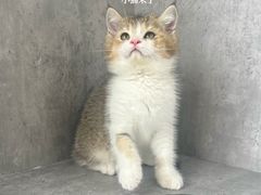 -小猫来了·猫舍(红山六九七九店)
